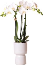 Kolibri Orchids | Witte Phalaenopsis orchidee in Trophy sierpot wit | potmaat Ø9cm