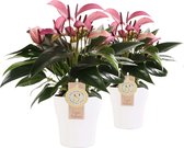 Duo Anthurium Zizou in keramiek Anna (wit) ↨ 40cm - 2 stuks - hoge kwaliteit planten