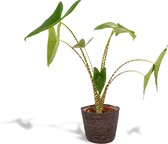Alocasia Zebrina - Olifantsoor - 80cm hoog, ø19cm - Kamerplant in mand - Grote kamerplant - Luchtzuiverend - Vers van de kwekerij