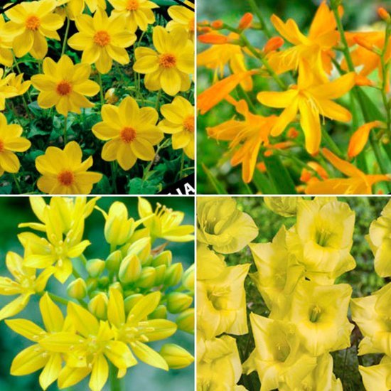 50x Bloembollen - Mix "Yellow Collection" - Crocosmia, Dahlia, Gladiolen & Allium - Gele bloemen - Bloeiende vaste planten - Bloembollen meerjarig winterhard