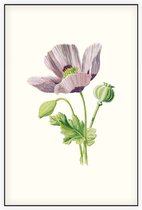 Slaapbol (Opium Poppy) - Foto op Akoestisch paneel - 60 x 90 cm