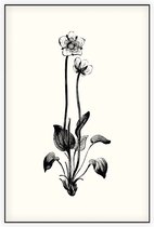 Parnassia zwart-wit (Grass of Parnassus) - Foto op Akoestisch paneel - 100 x 150 cm