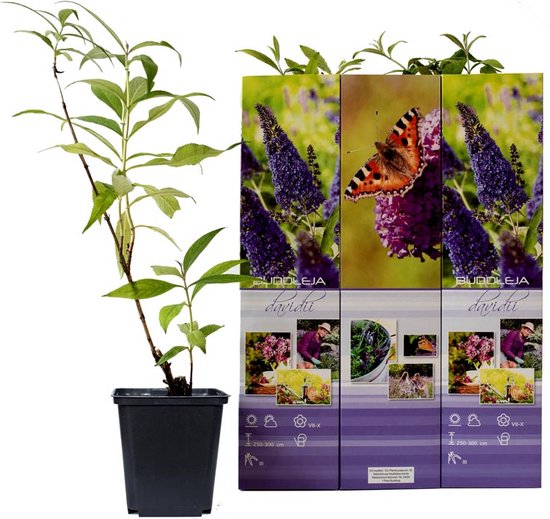 Set van 3 verschillende Vlinderstruiken – Buddleja Davidii Mix – Buddleja x 3 – Hoogte 30-38 cm inclusief en pot