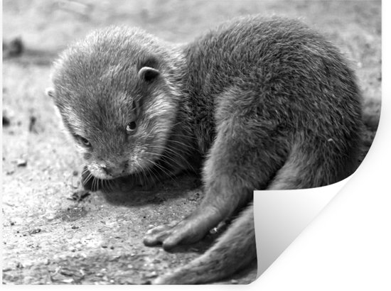 Muurstickers - Sticker Folie - Een baby otter kijkt schuchter richting de camera - zwart wit - 120x90 cm - Plakfolie - Muurstickers Kinderkamer - Zelfklevend Behang - Zelfklevend behangpapier - Stickerfolie