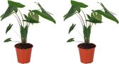 Kamerplanten van Botanicly – 2 × Olifantsoor in sierpot 1 als set – Hoogte: 60 cm, 1 tak – Alocasia Zebrina