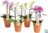 Orchideeën van Botanicly – 3 × Vlinder orchidee – Hoogte: 35 cm, 2 takken – Phalaenopsis