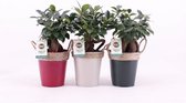 Bonsai van Botanicly – 3 × Chinese Vijg – Hoogte: 30 cm – Ficus microcarpa