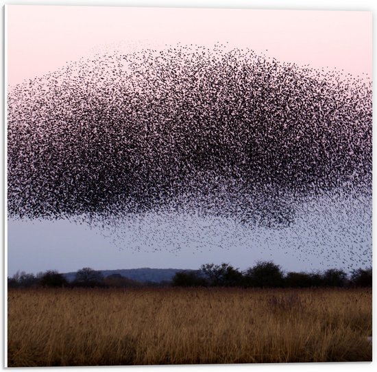 WallClassics - PVC Schuimplaat- Grote Zwerm Vogels in de Lucht - 50x50 cm Foto op PVC Schuimplaat