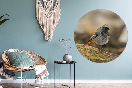 Rougequeue mâle noir sur un morceau de bois flotté Cercle mural aluminium ⌀ 120 cm - Tirage photo sur cercle mural / cercle vivant / cercle jardin (décoration murale) XXL / Groot format!