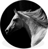 Portrait d'un cheval blanc sur fond noir Cercle mural aluminium ⌀ 90 cm - tirage photo sur cercle mural / cercle vivant / cercle de jardin (décoration murale)