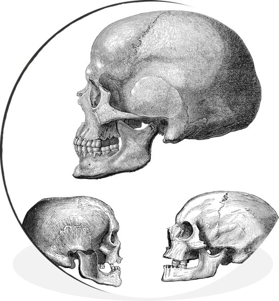 WallCircle - Wandcirkel - Muurcirkel - Gravures van menselijke schedels - Aluminium - Dibond - ⌀ 140 cm - Binnen en Buiten