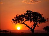 Fotobehang - Afrika: zonsondergang.