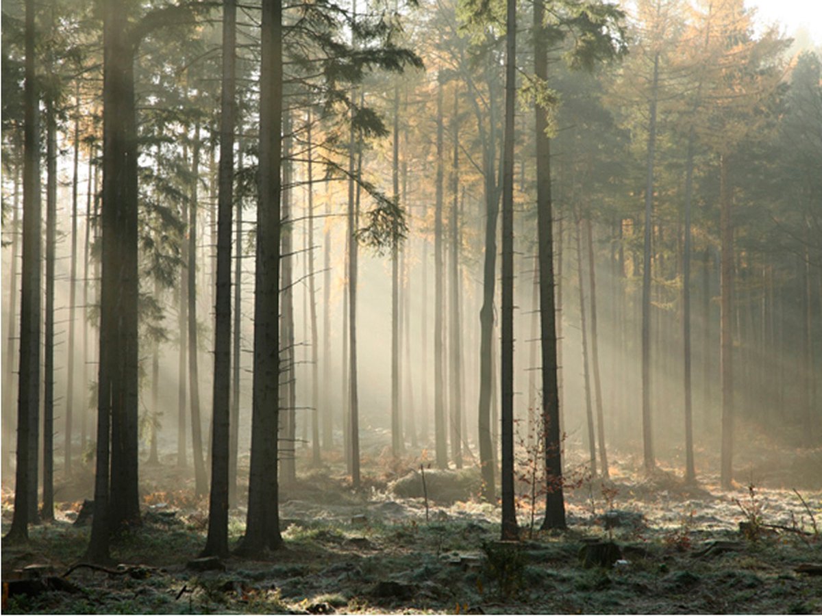 Fotobehang - Foggy November morning.