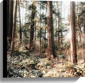 WallClassics - Toile - Vieux Arbres dans la forêt - Photo sur toile 40x40 cm (Décoration murale )