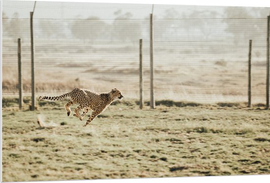 WallClassics - PVC Schuimplaat- Jacht Luipaard voor een Hek - 120x80 cm Foto op PVC Schuimplaat