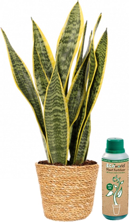 20 - 30cm Sansevieria Futura Superba House Plant in 12cm Pot