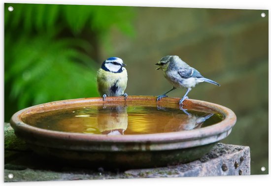 WallClassics - Tuinposter – Vogeltjes Fluitend bij een Drinkbak - 120x80 cm Foto op Tuinposter  (wanddecoratie voor buiten en binnen)