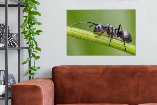 Tableau sur toile Gros plan fourmi sur tige - 60x40 cm - Décoration murale