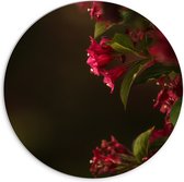 WallClassics - PVC Schuimplaat Muurcirkel - Roze Bloemen - 70x70 cm Foto op Muurcirkel (met ophangsysteem)