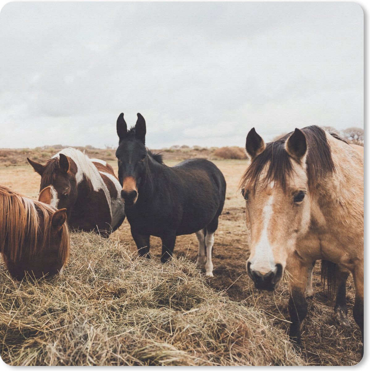 Muismat 20x20 cm - Mousepad Dieren - Paard - Paarden - Muismatten