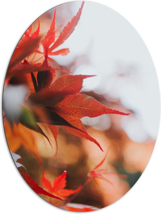 WallClassics - Dibond Ovaal - Close up van Rode Herfstbladeren - 81x108 cm Foto op Ovaal (Met Ophangsysteem)