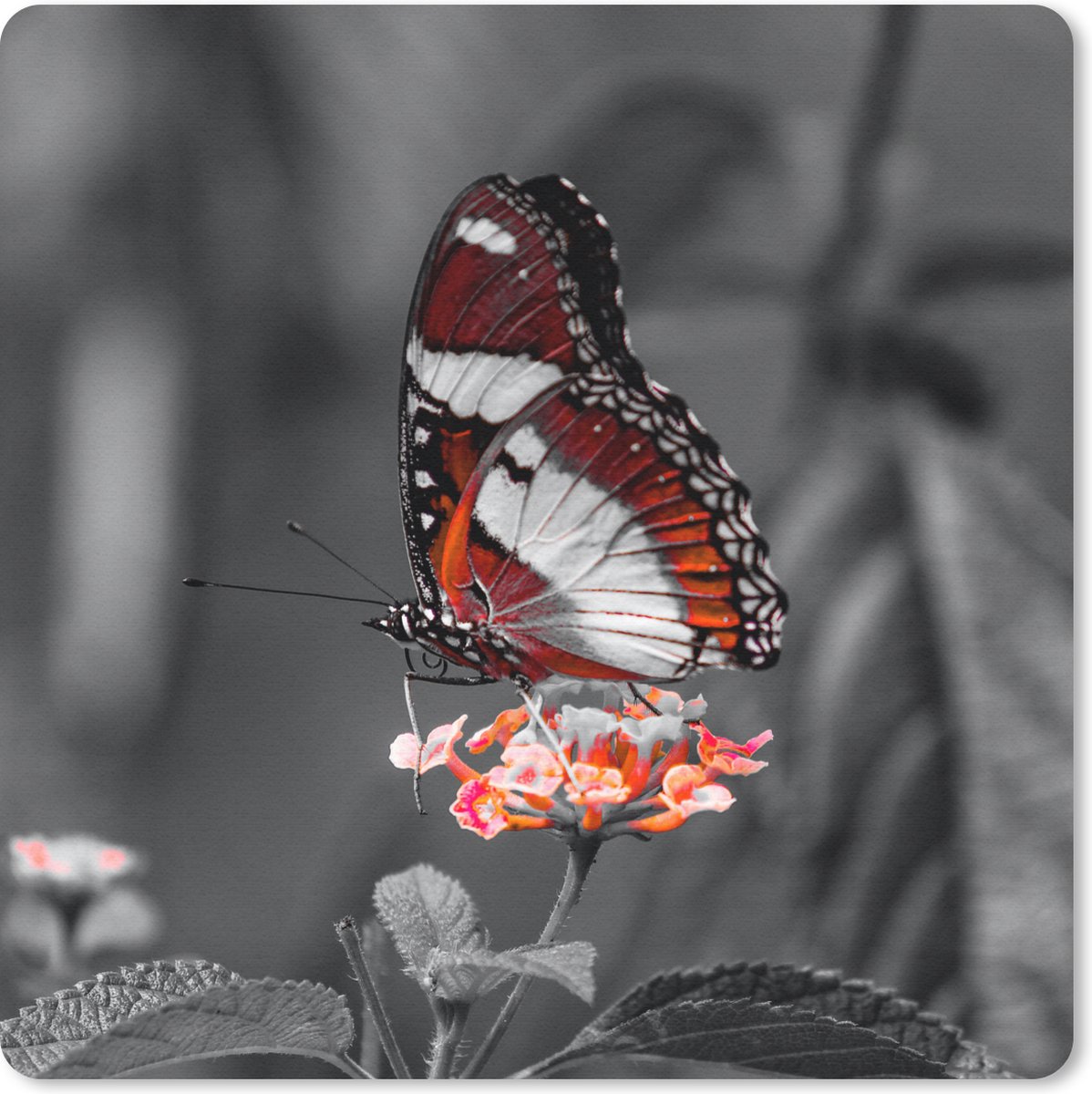 Muismat 30x30 cm - Mousepad Vlinder - Dieren - Bloemen - Zwart wit - Oranje - Muismatten