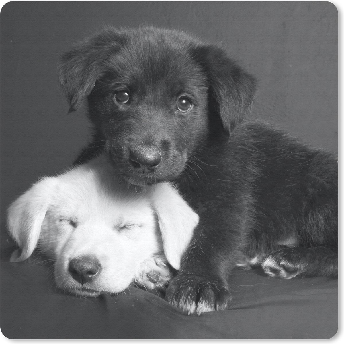 Muismat 20x20 cm - Mousepad Honden - Puppy - Zwart - Wit - Dieren - Muismatten