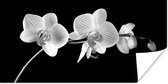 Poster Orchidee - Bloemen - Zwart - Roze - Knoppen - 80x40 cm