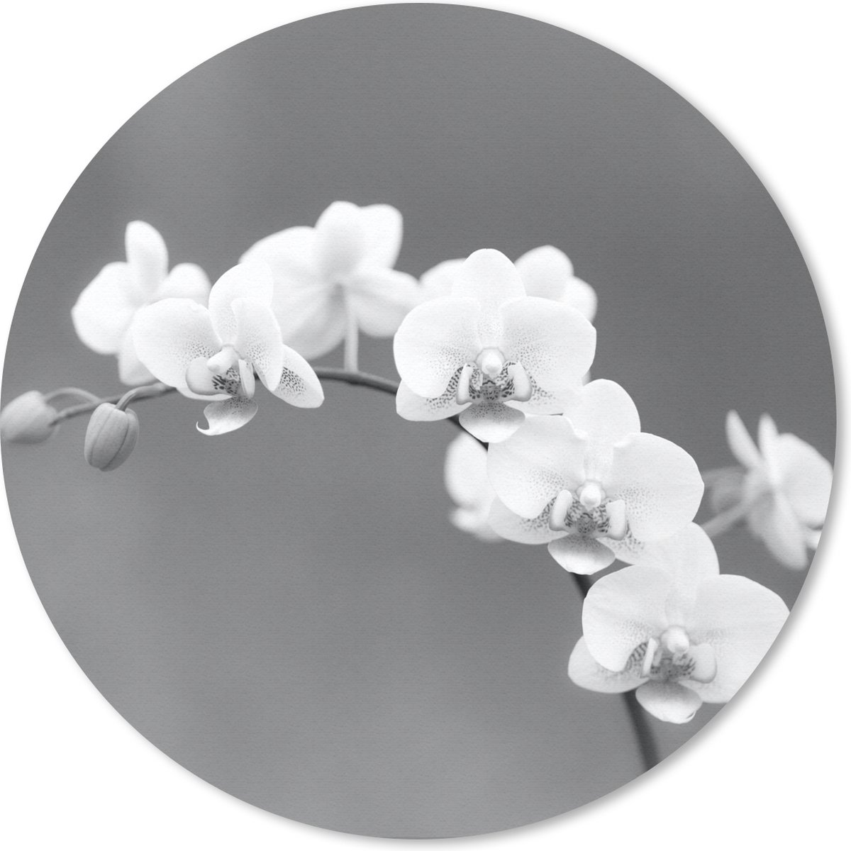 Muismat rond 50x50 cm - Mousepad Orchidee - Bloemen - Plant - Wit - Paars - Ronde muismatten