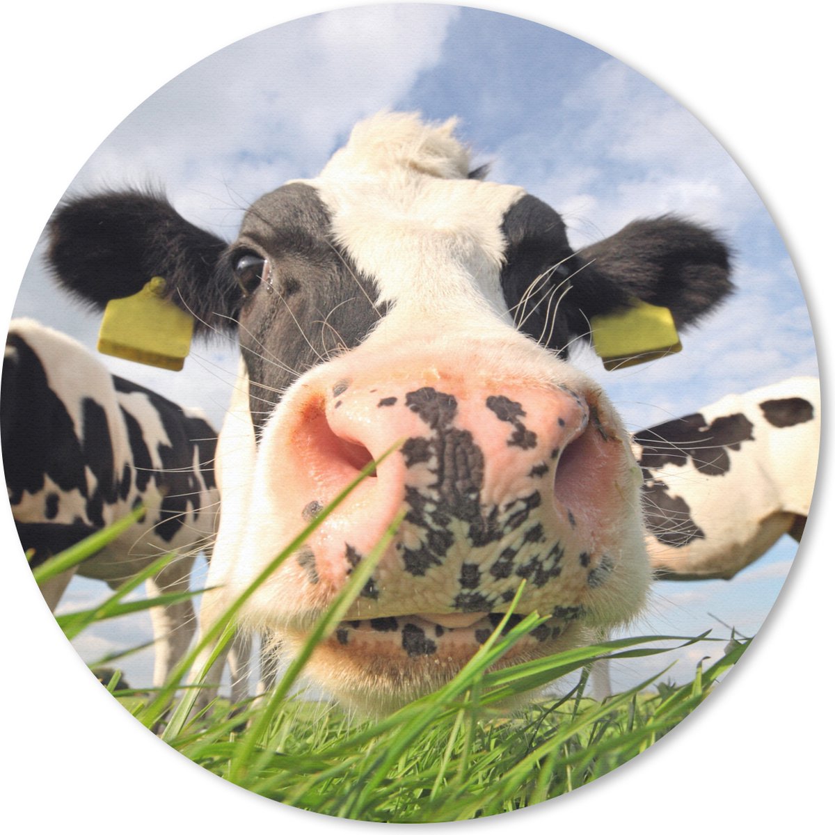 Muismat rond 40x40 cm - Mousepad Koe - Boerderij - Gras - Dieren - Ronde muismatten