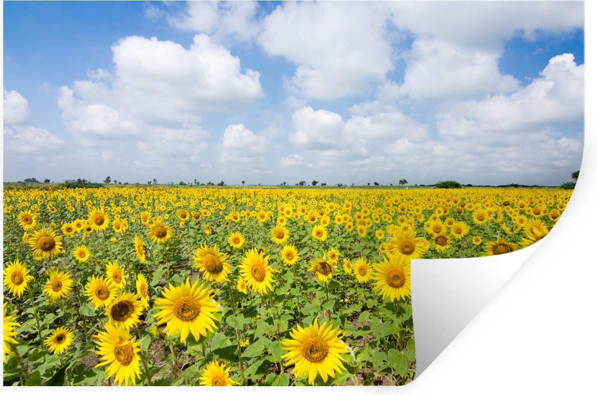 Sticker Muursticker Tournesol - Tournesol - Chambre d'Enfant