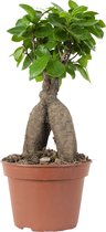 Ficus microcarpa 'Ginseng' – Bonsai – Kamerplant – ⌀15 cm - 25-35 cm