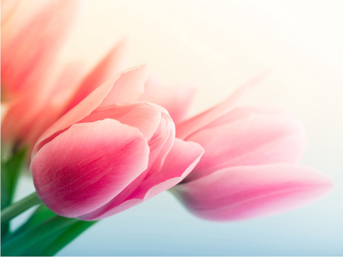 Fotobehang - Lente en tulpen.
