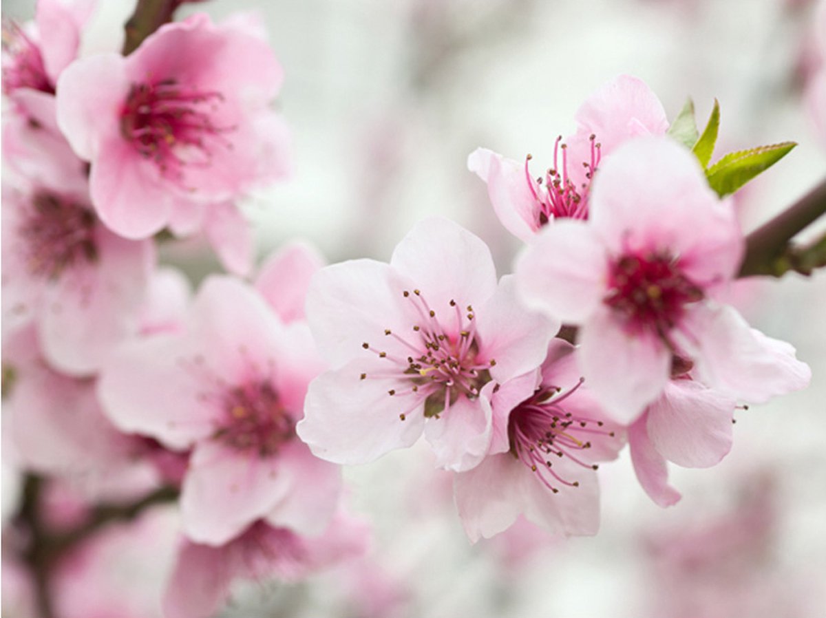 Fotobehang - Spring, bloeiende boom - roze bloemen.