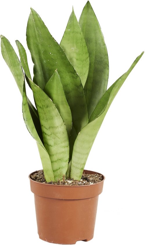 PLNTS - Sansevieria Trifasciata Moonshine - Kamerplant - Kweekpot 12 cm - Hoogte 40 cm