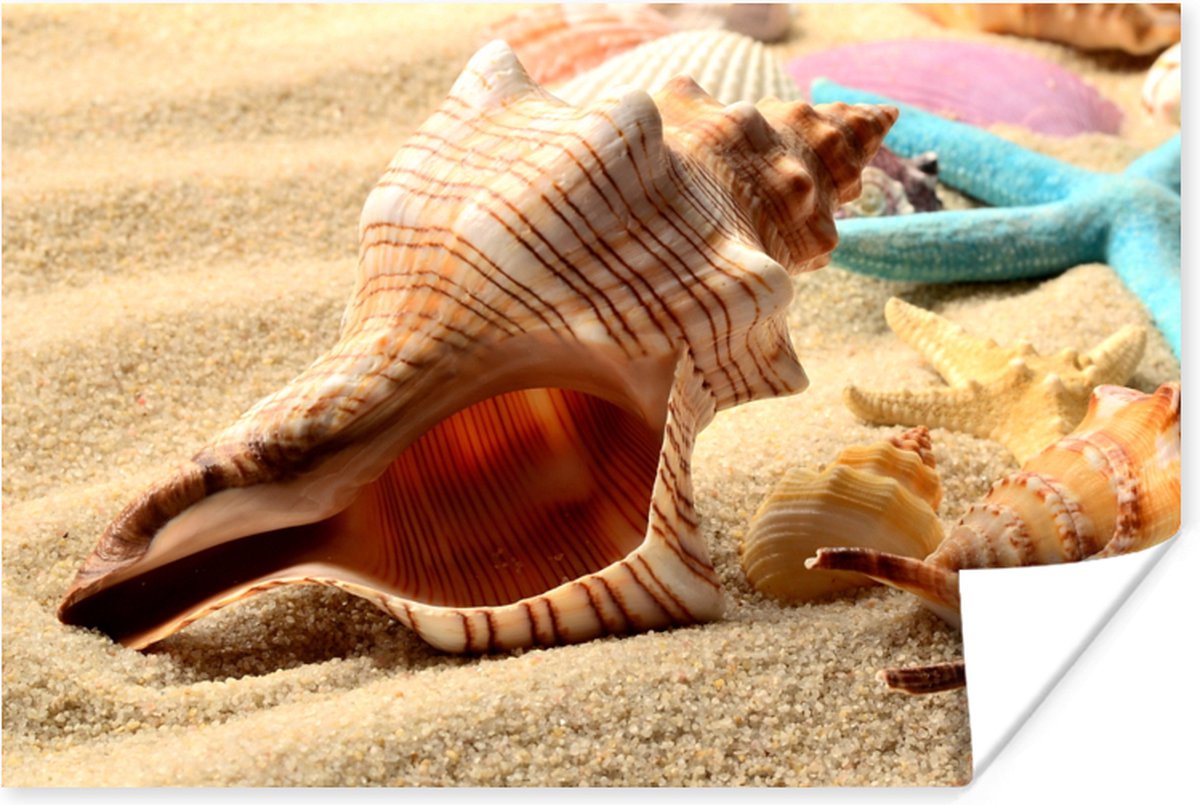 Poster Zeester - Schelpen - Zand - Strand - 60x40 cm