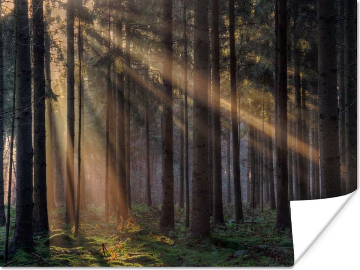 Poster Bomen - Bos - Zon - Planten - 40x30 cm