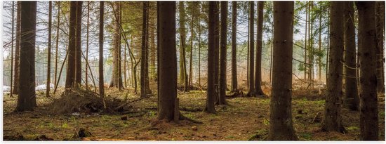 WallClassics - Poster (Matte) - Branches Brisées aux Arbres - 60x20 cm Photo sur Papier Poster avec un Aspect Mat