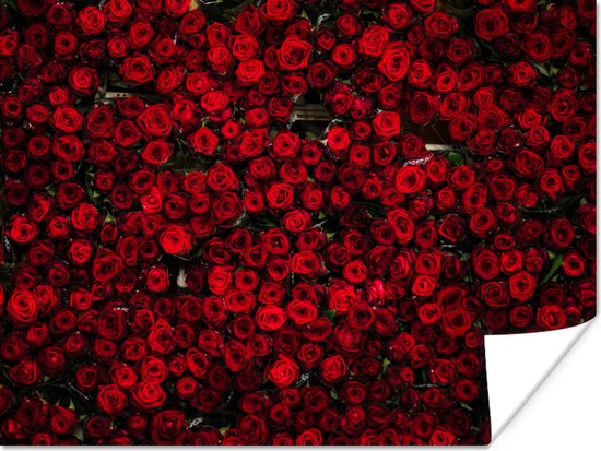 Poster Bloemen - Rozen - Rood - 40x30 cm