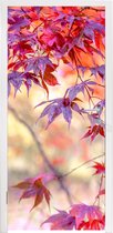 Deursticker Japanse esdoorn met rode bladeren - 80x205 cm - Deurposter