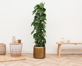 Philodendron Scandens - 170cm