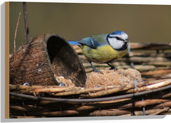 WallClassics - Hout - Pimpelmees Vogel in een Nestje - 75x50 cm - 12 mm dik - Foto op Hout (Met Ophangsysteem)