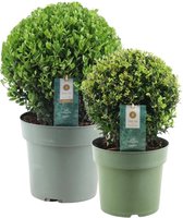 Plants by Frank | echte hulstplant in bolvorm | 1x Ilex crenata 'Jenny' bol 20 cm Ø & 1x bol 25 cm Ø | set van 2 stuks | 20-25 cm Ø diameter | buxusvervanger | Ilex | tuinplanten | planten