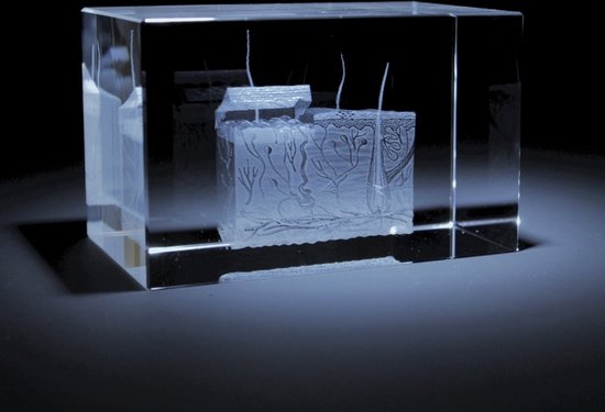 Modèle Anatomie peau couchée - bloc de verre 3D - cadeau infirmière/ cadeau  médecin/