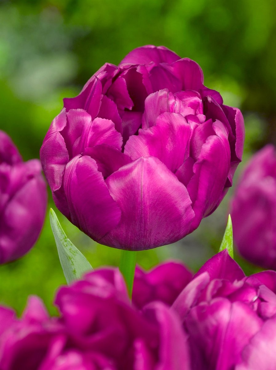 15x Tulpen 'Purple power' - BULBi® Bloembollen met bloeigarantie