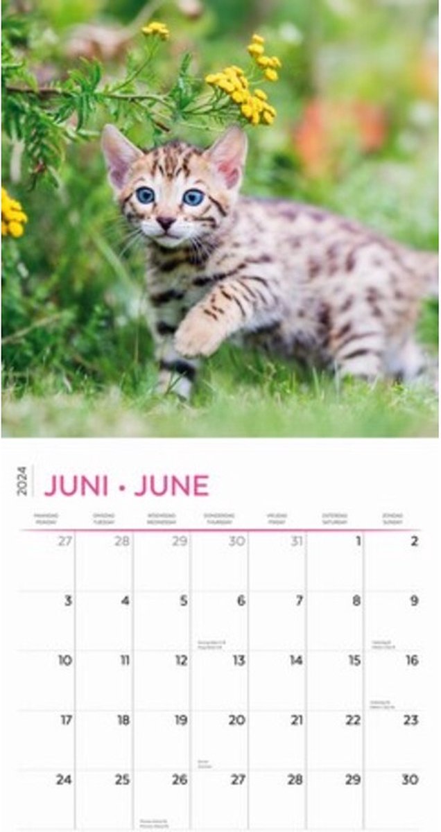 Plentygifts Calendrier 2024 - Amoureux des chats