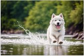 Poster Glanzend – Dier - Hond - Wit - Water - Rennen - 105x70 cm Foto op Posterpapier met Glanzende Afwerking
