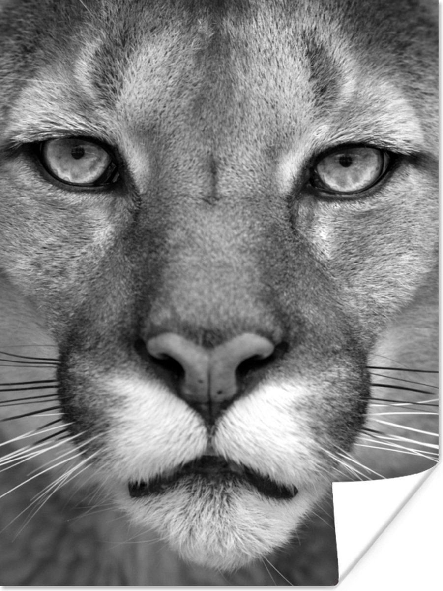 Poster Panter - Wilde dieren - Zwart - Wit - 30x40 cm
