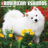 American Eskimo Kalender 2024