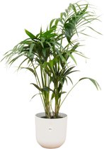 Green Bubble - Kentia palm inclusief elho Jazz Round wit Ø23 - 130 cm
